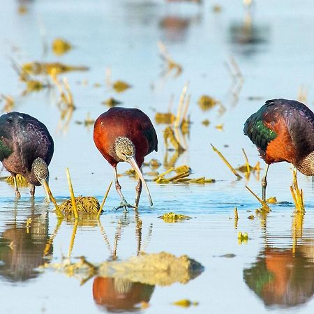 Casa De Los Pajaros Seville Ngoại thất bức ảnh