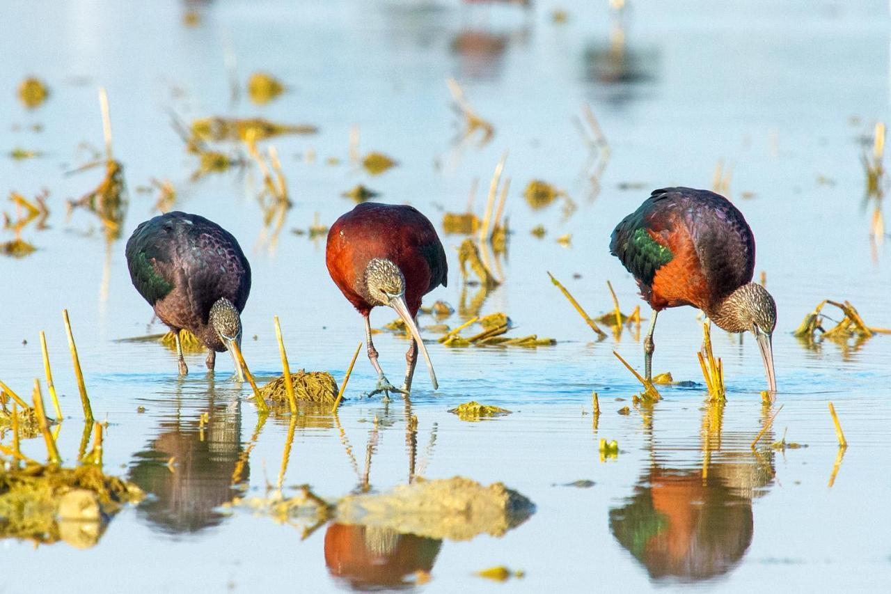 Casa De Los Pajaros Seville Ngoại thất bức ảnh